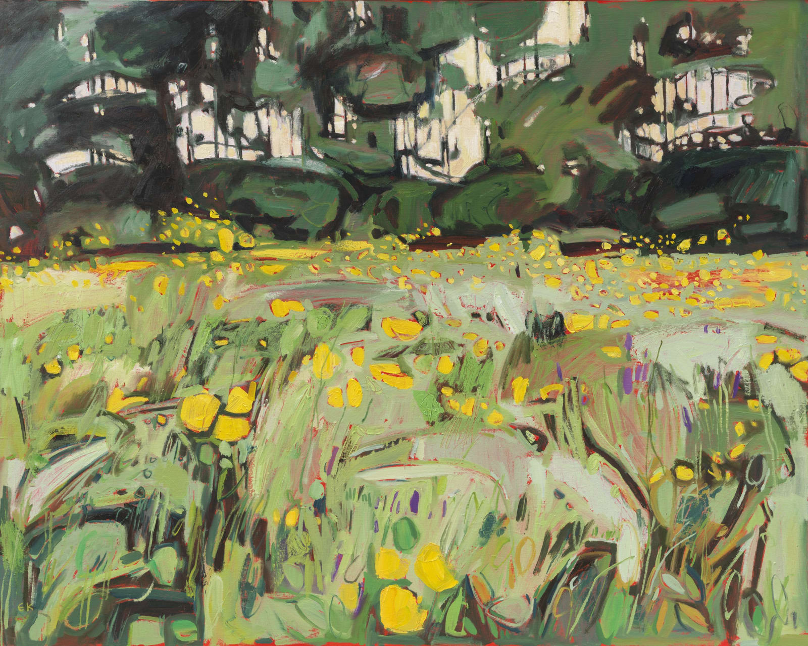 Buttercups