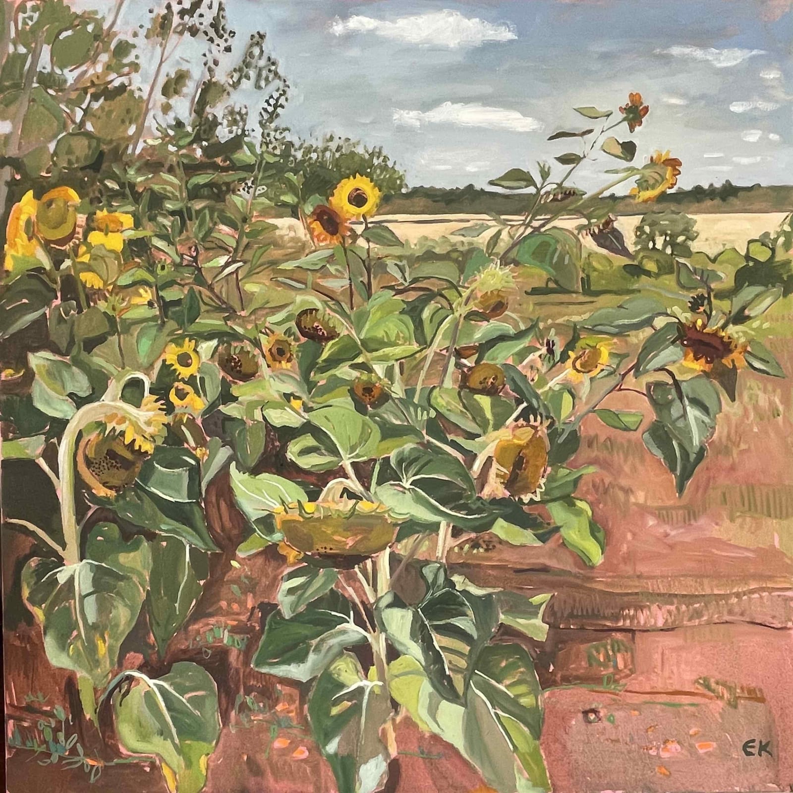 Sunflower study