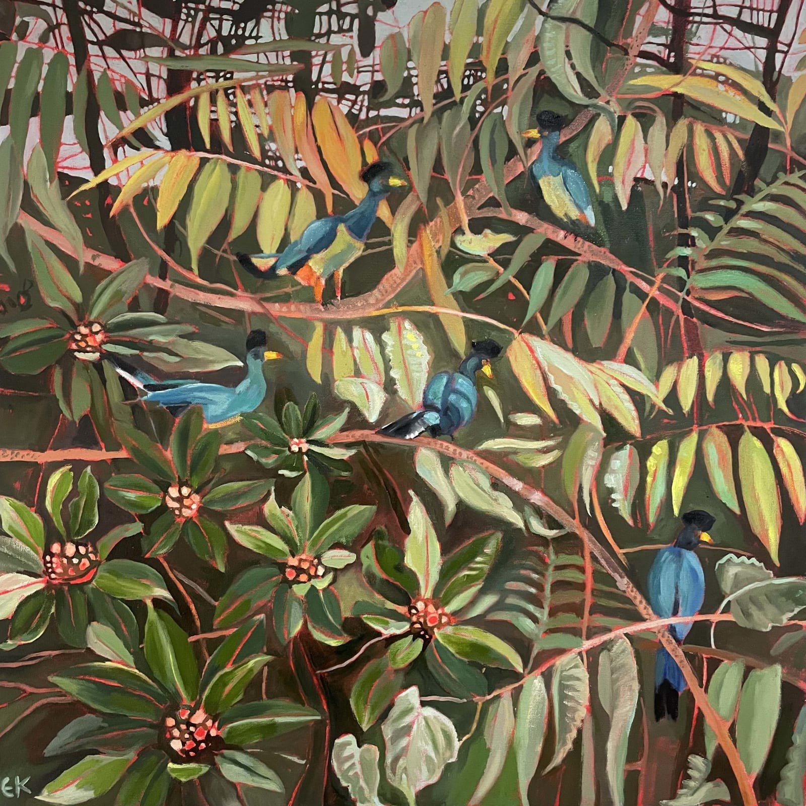 Great Blue Turaco Main image