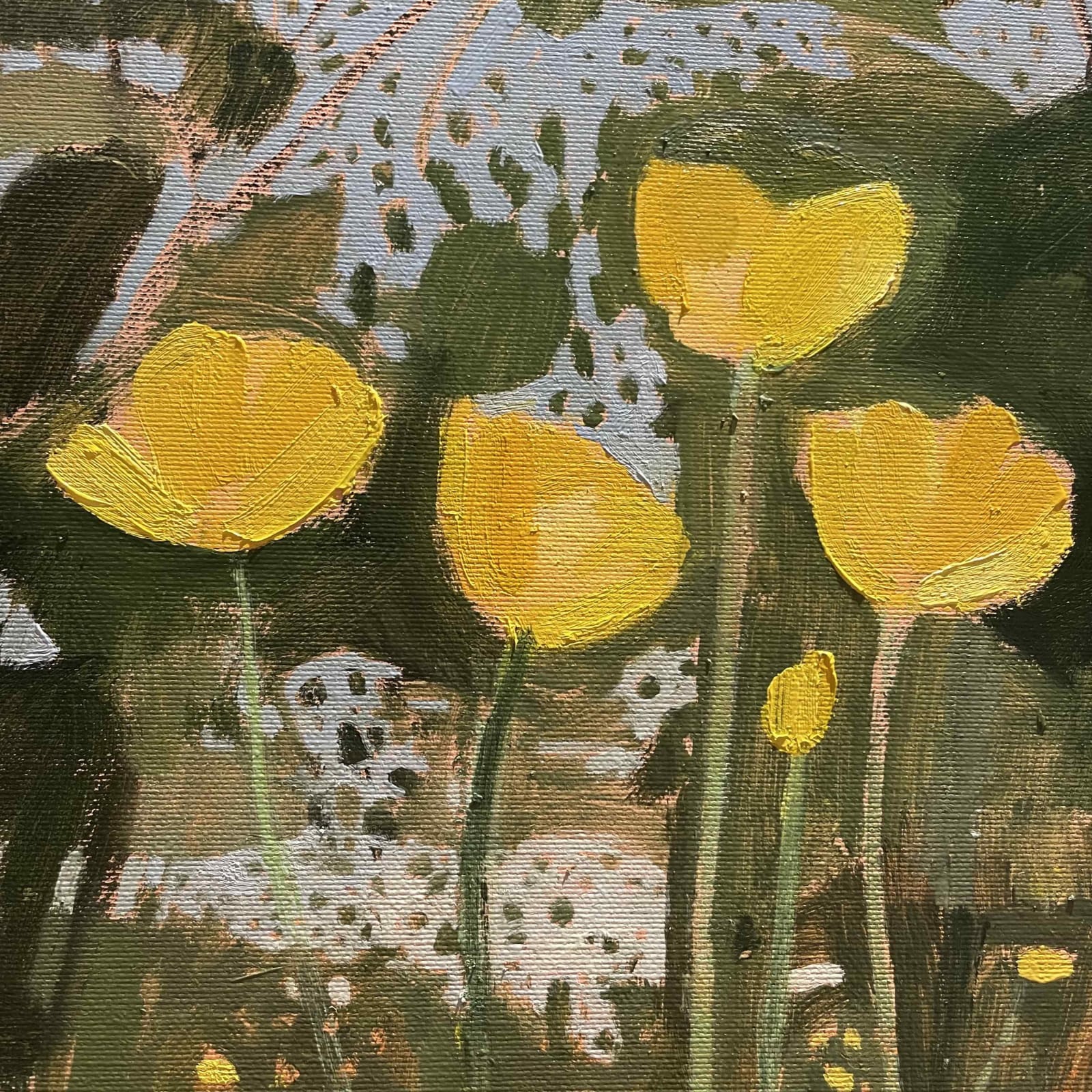 Elaine Kazimierczuk, Buttercups and Plantain, Music Meadow - Merton College, 2025