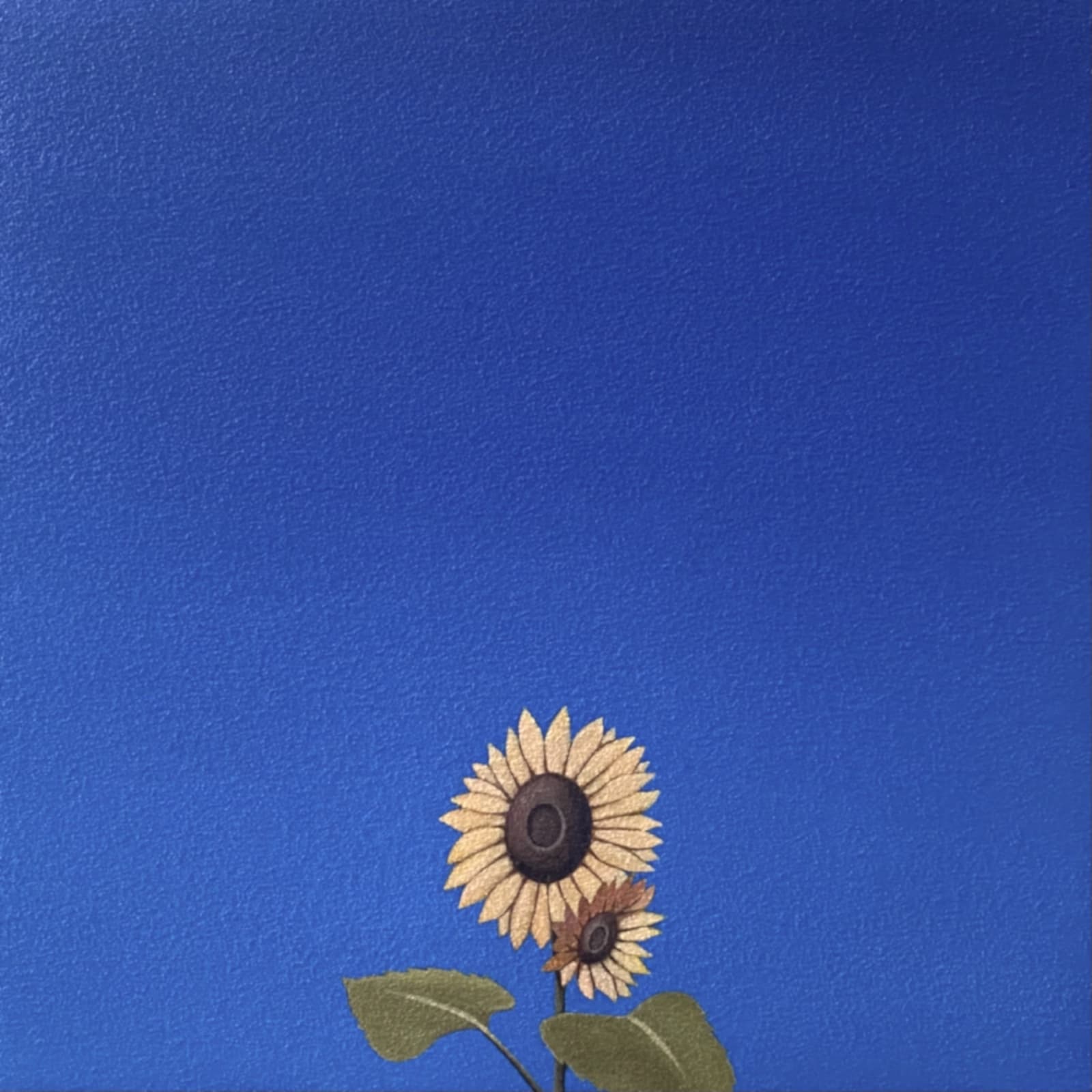 Yasuhiro Toyoda, Sunflower#1, 2023