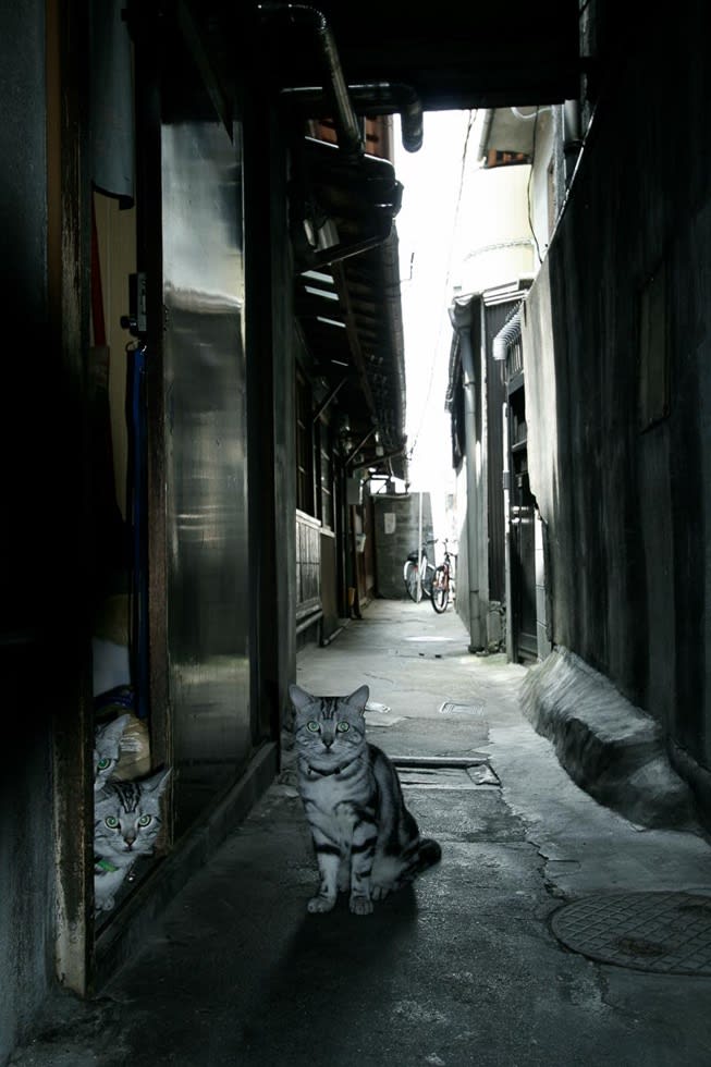 Kayu Mizuno, Three Cats