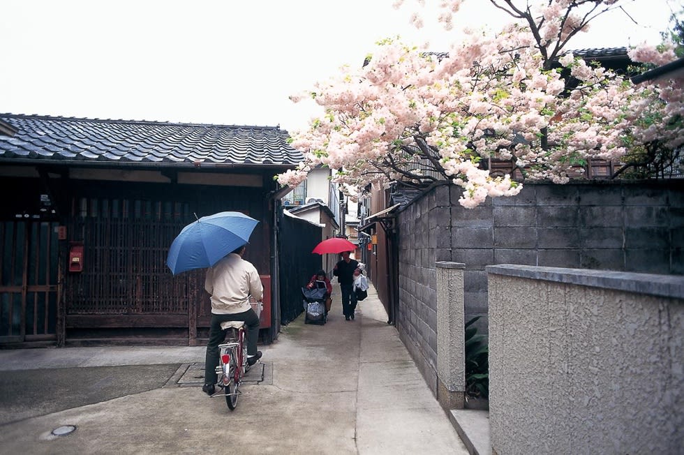 Kayu Mizuno, Cherry Blossom Alleyway