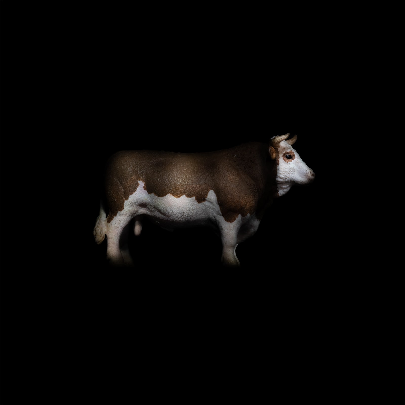 Piero Viti Labotiv, Bos Taurus 03, 2024