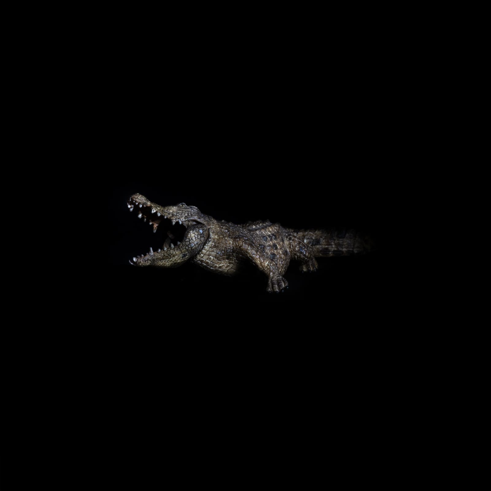 Piero Viti Labotiv, Crocodylia, 2024