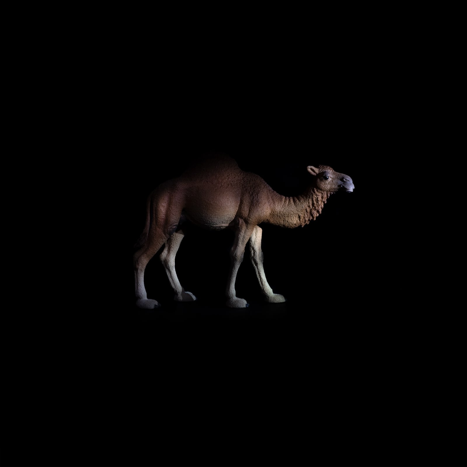 Piero Viti Labotiv, Camelus Dromedarius, 2024