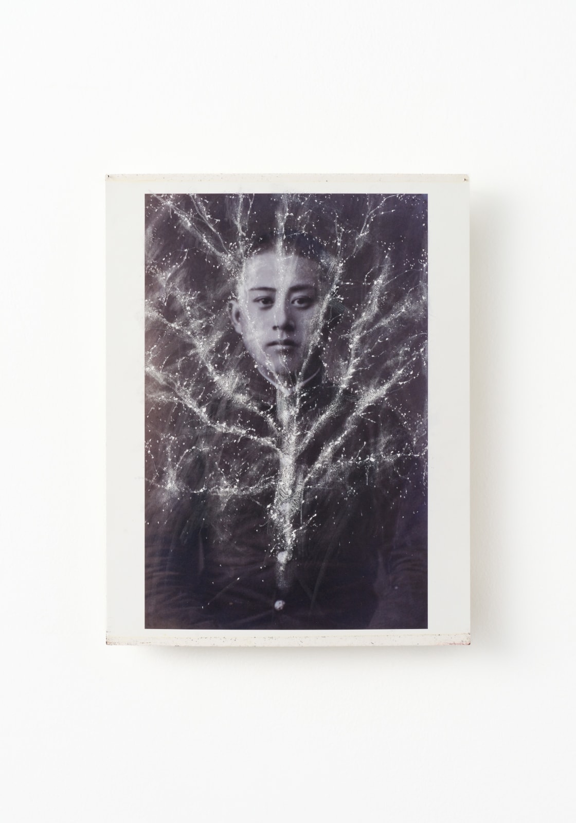 多和田 有希, Untitled (Family Tree 01), 2024