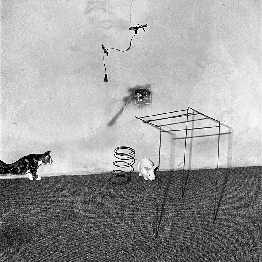 ロジャー・バレン, Animal abstraction, 2002