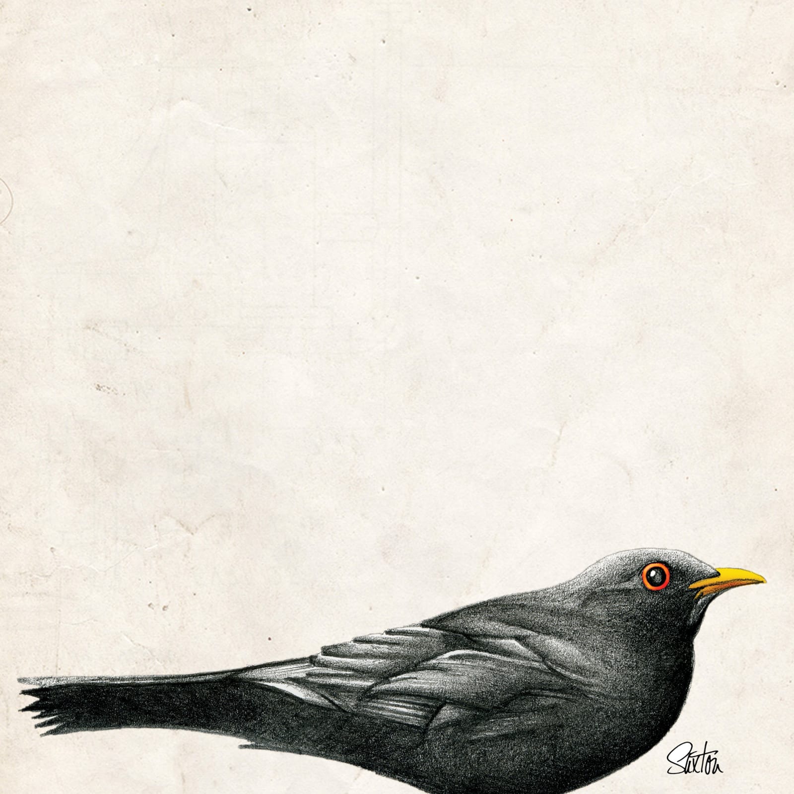 Blackbird