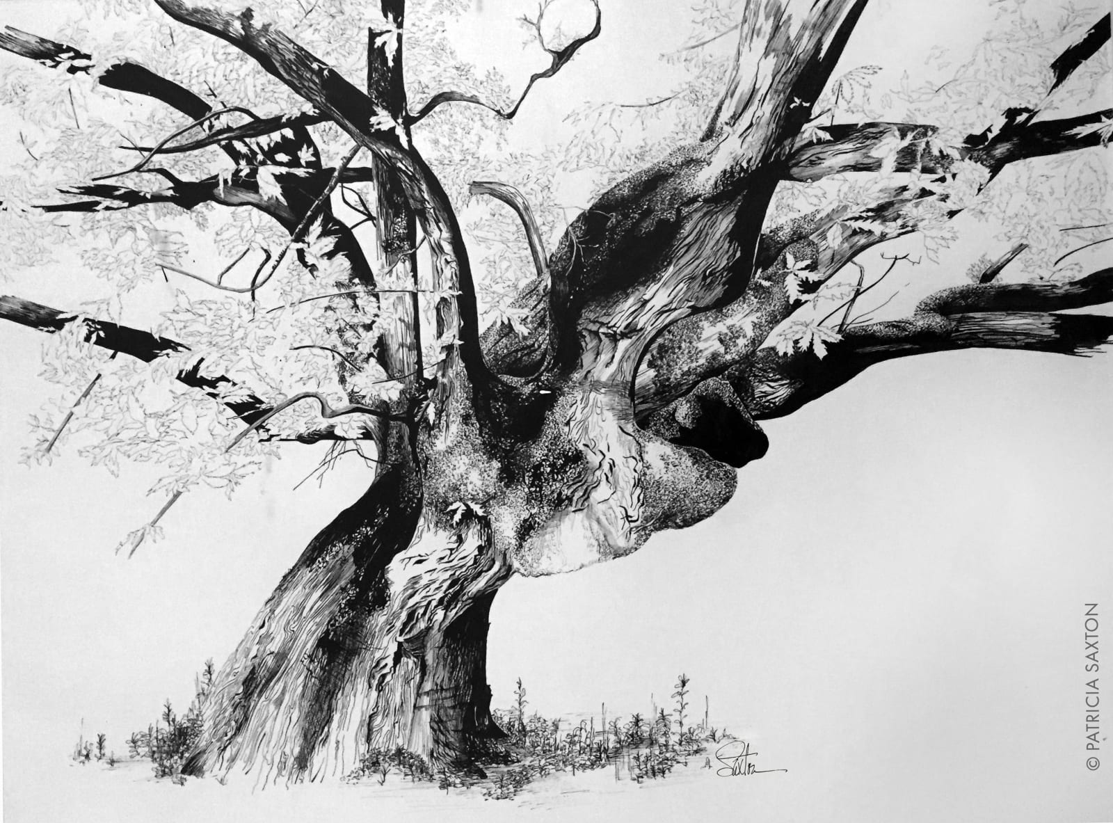 Old Tree