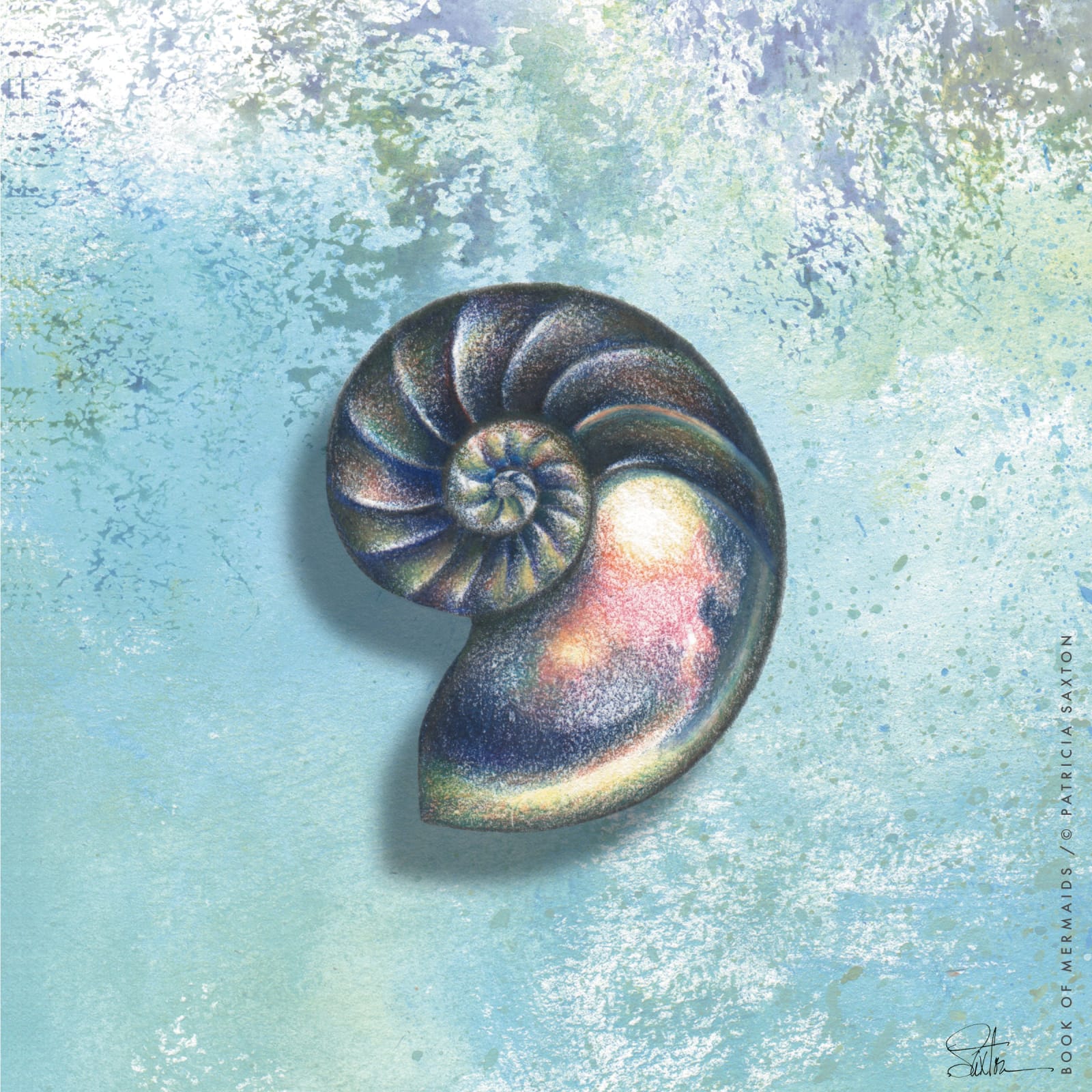 Nautilus Shell