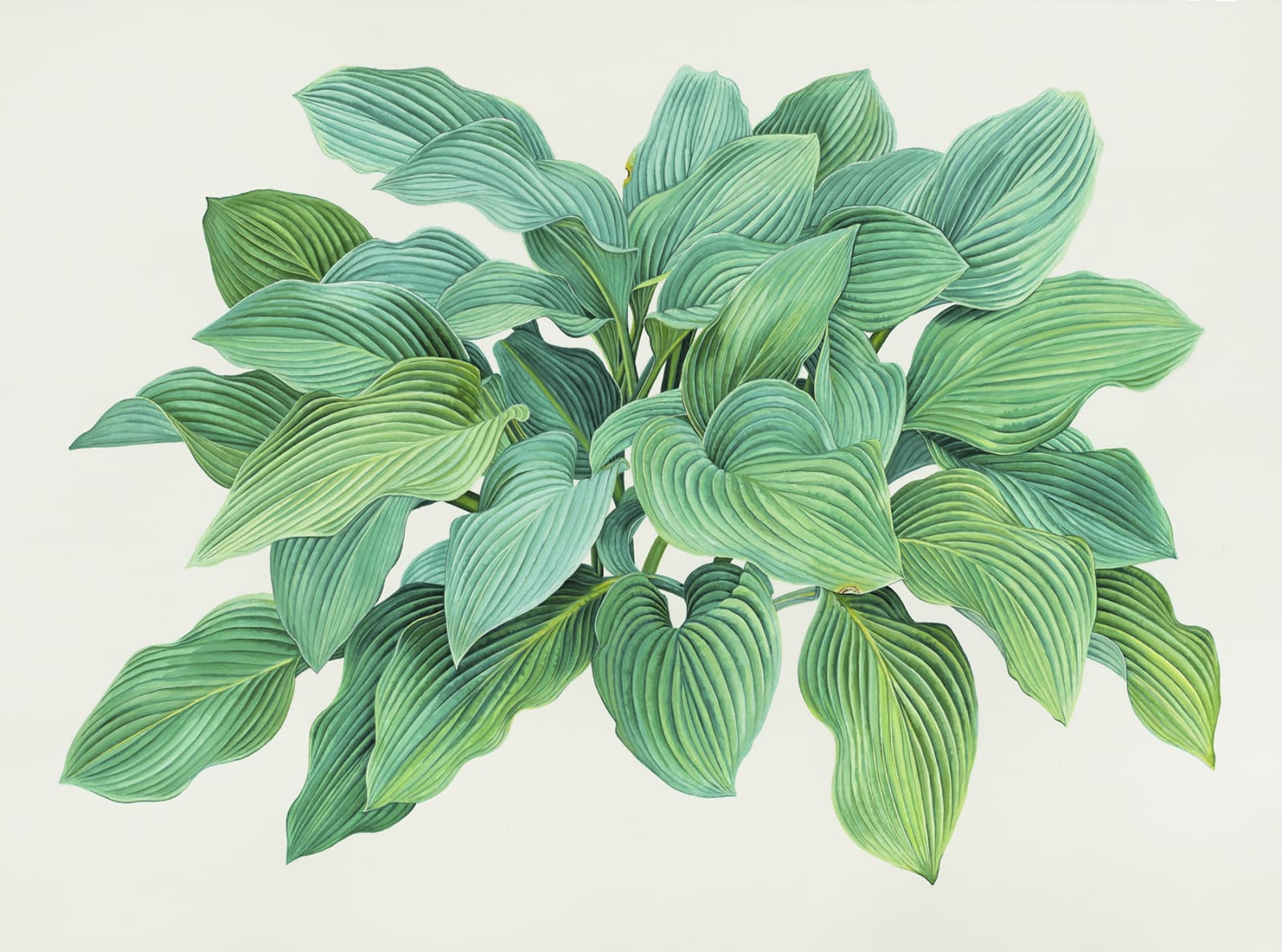 Jessica Rohrer, Blue Hosta, 2023