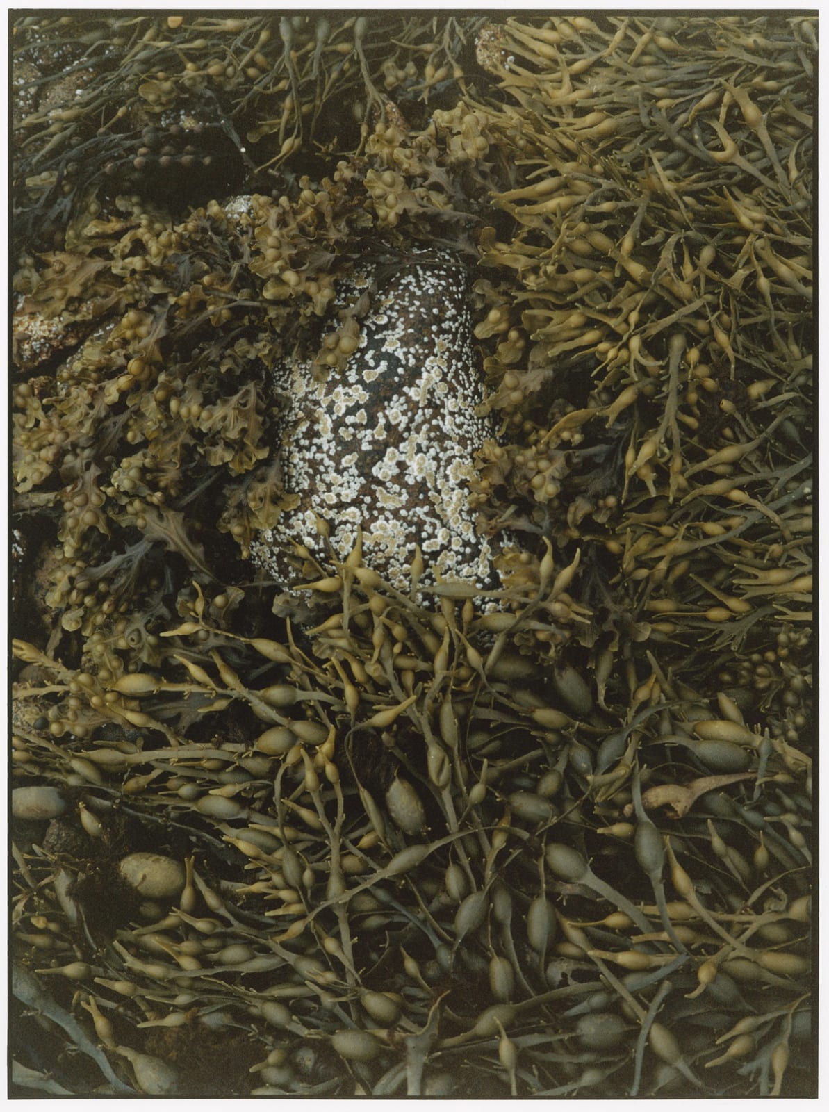 Conception I by Rid Burman