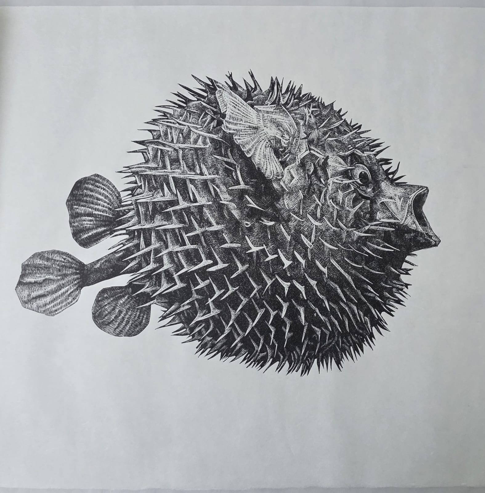 Black blowfish linocut art print by Nicola Wallis