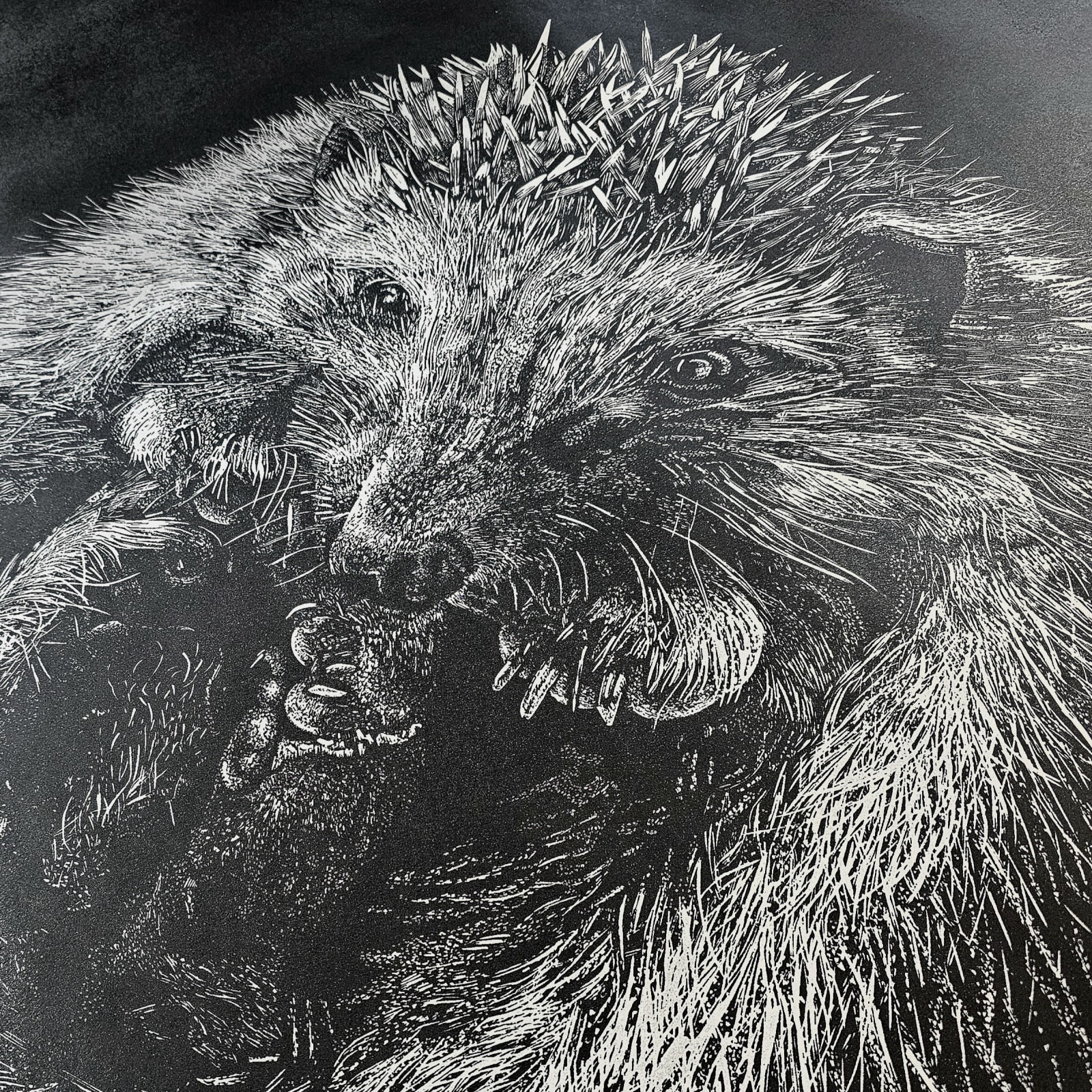Hedgehog, 2023