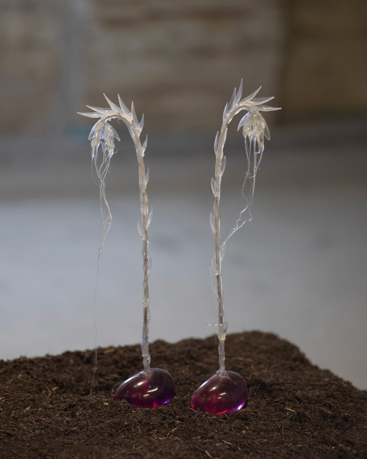 Pınar Marul, Ghostplant, 2022