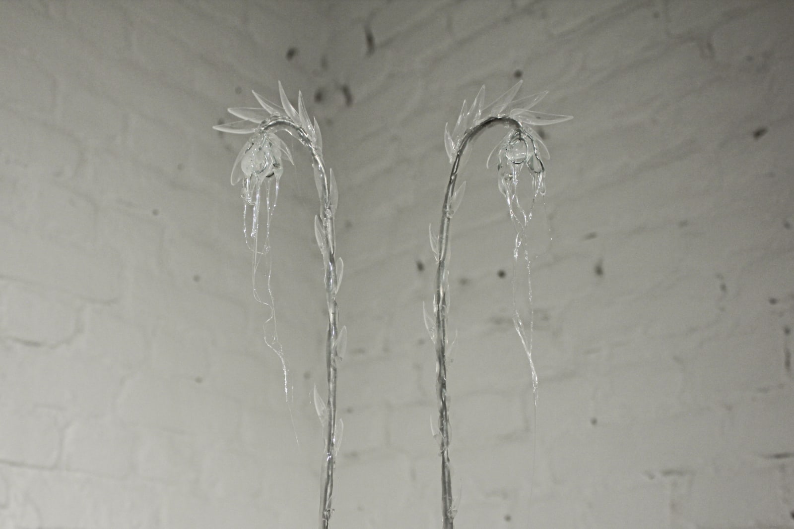 Pınar Marul, Ghostplant, 2022