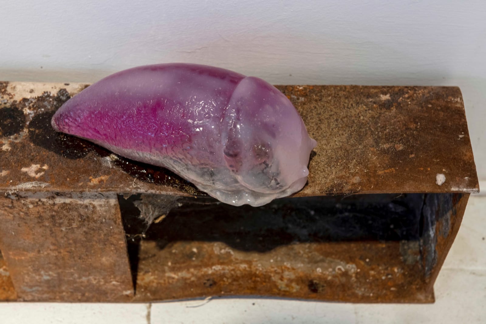 Pınar Marul, Leech’s nest, 2022