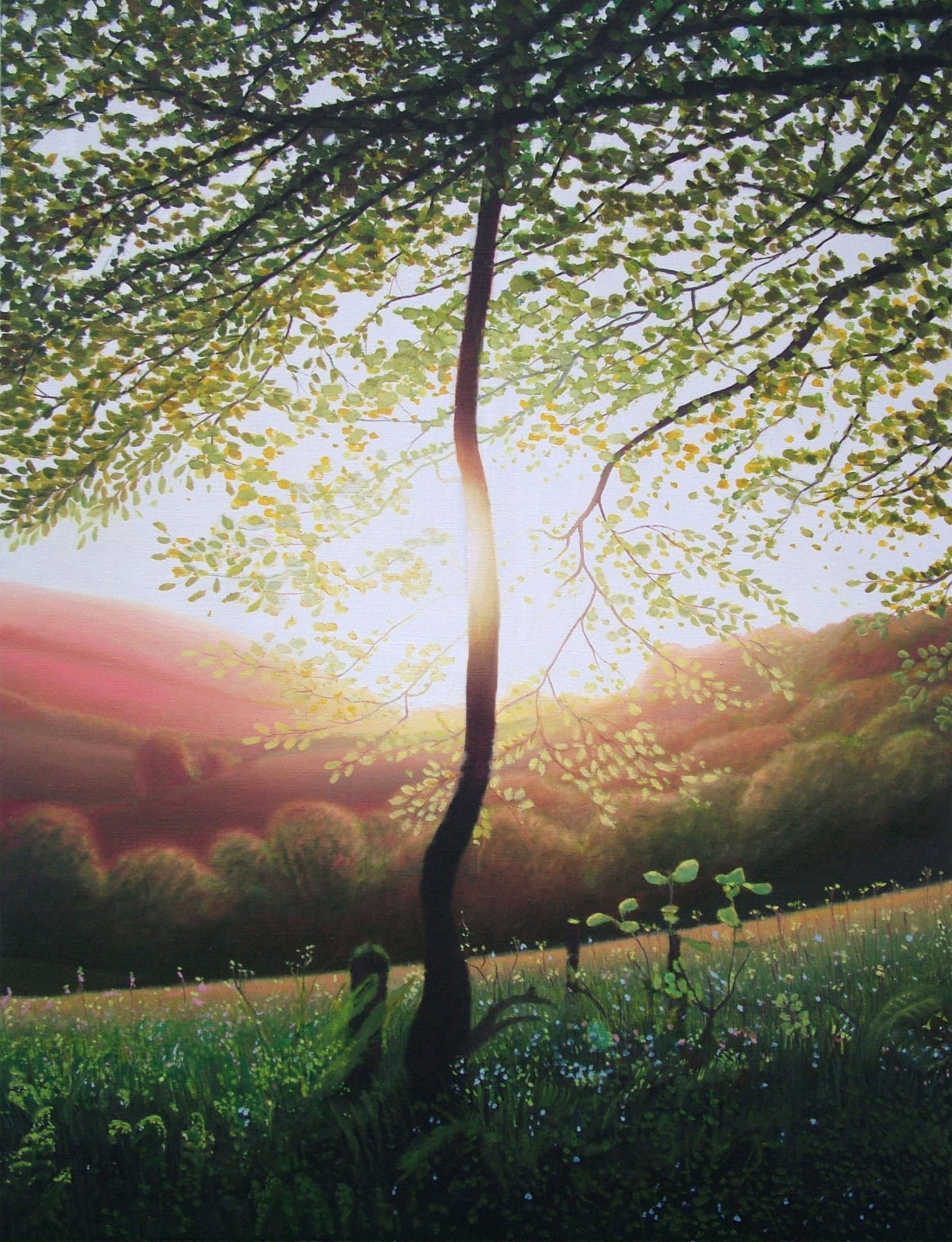 Kit Glaisyer, Young tree on Lewesdon Hill, West Dorset, 2019-2022