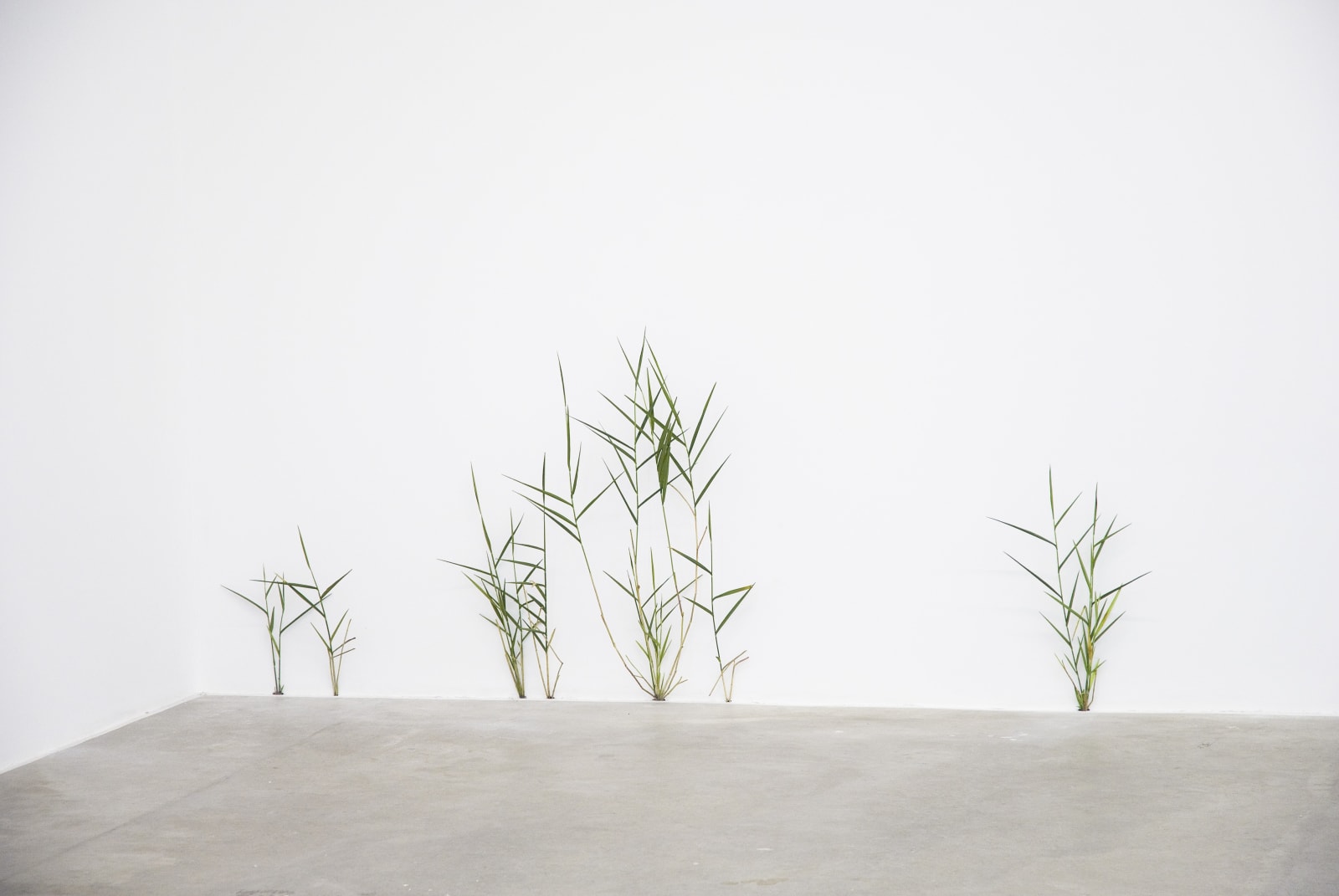 Tony Matelli, Weeds, 2009