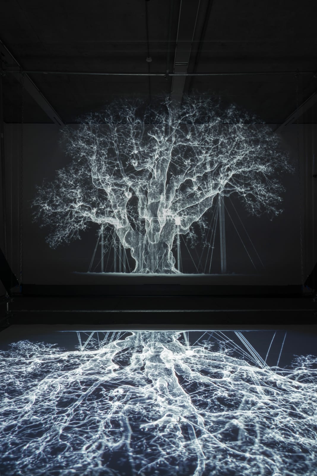 Mat Collishaw, Albion, 2017