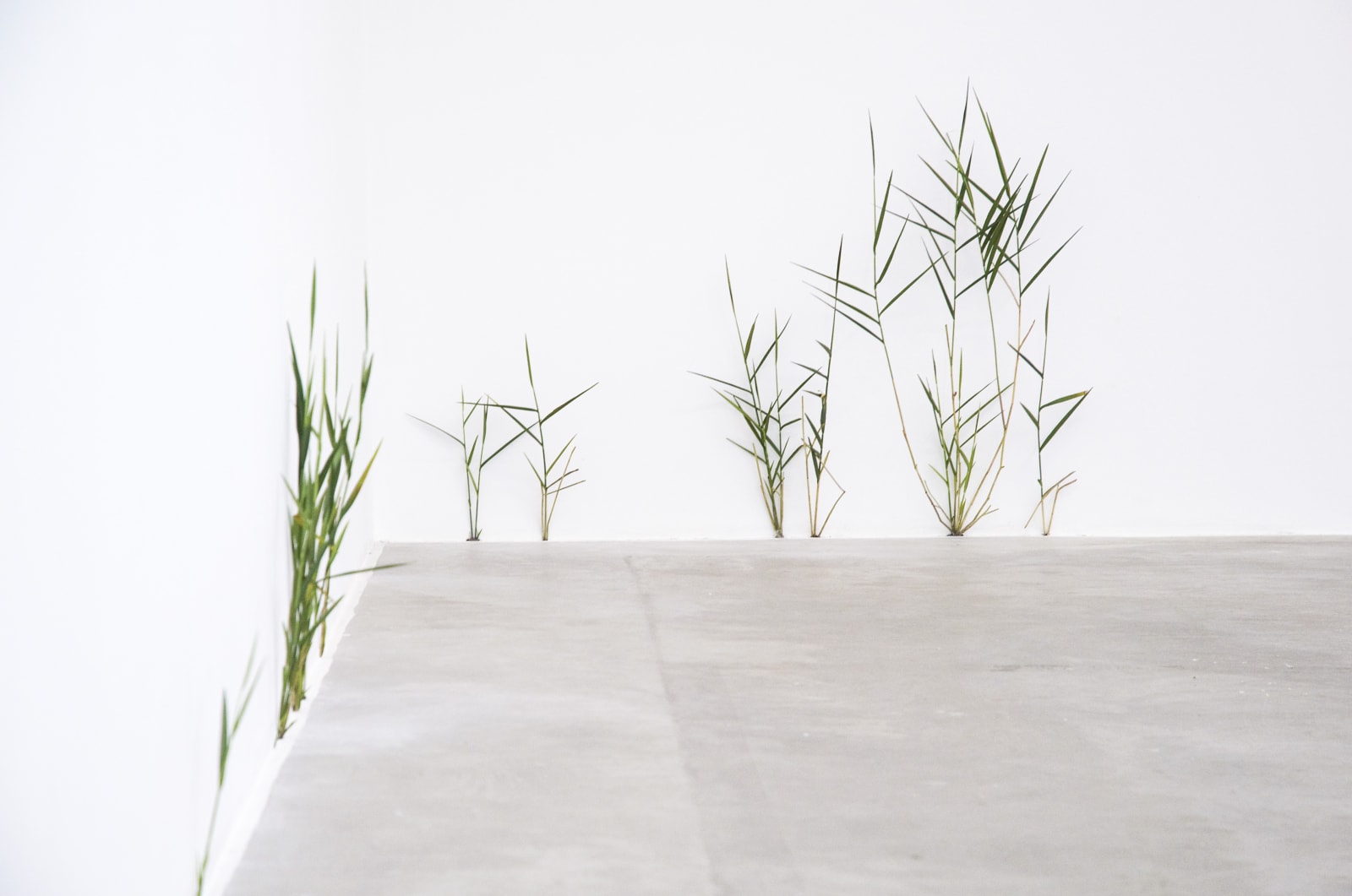 Tony Matelli, Weeds, 2009