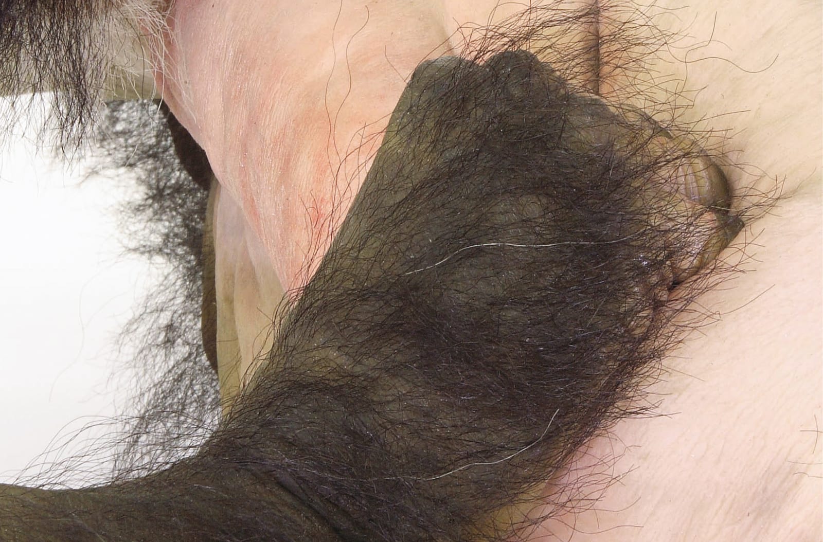 Tony Matelli, Old Enemy, New Victim, 2007