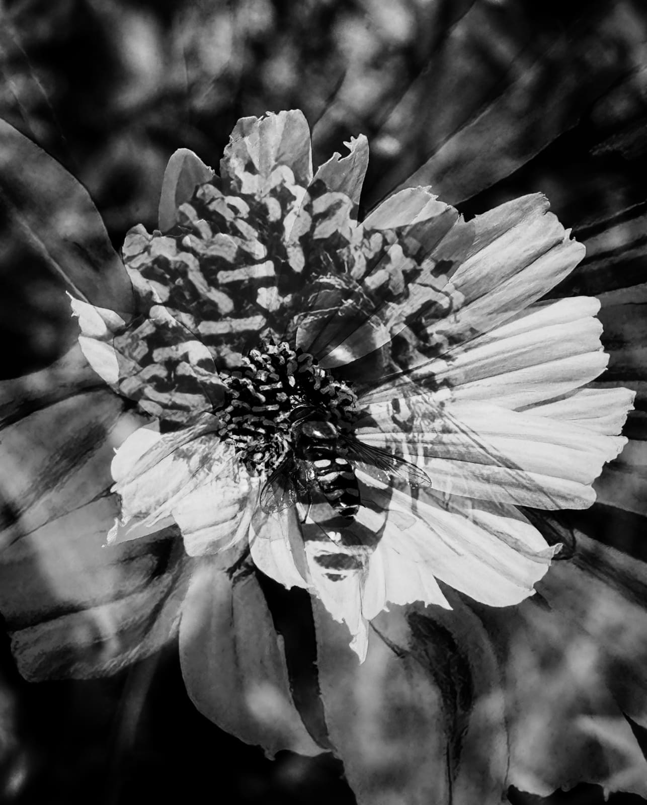 Erica Kelly Martin, Golden Daisies, 2025
