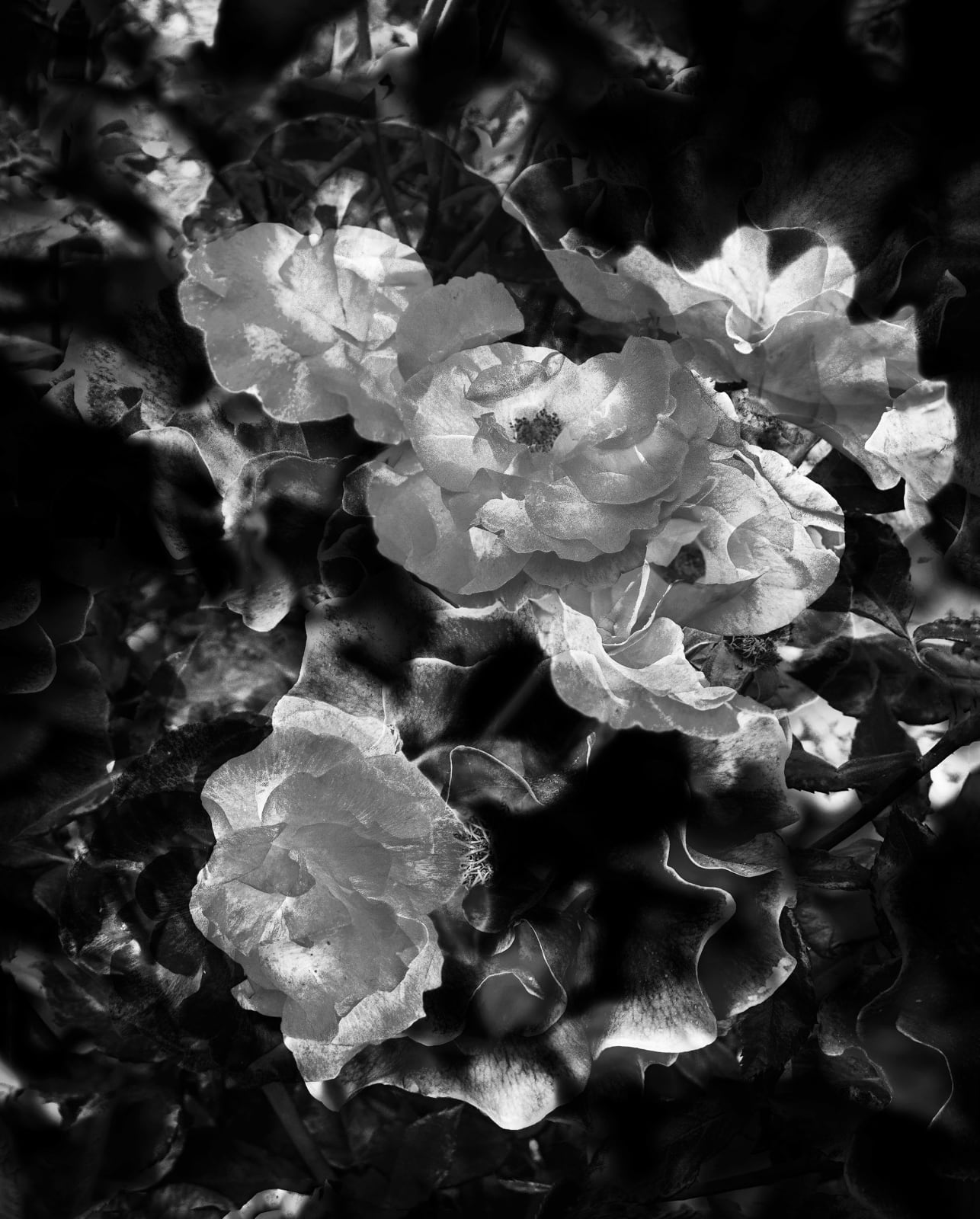 Erica Kelly Martin, Roses, 2025