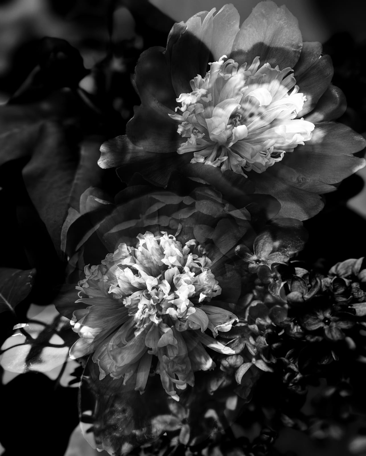 Erica Kelly Martin, Peonies, 2025
