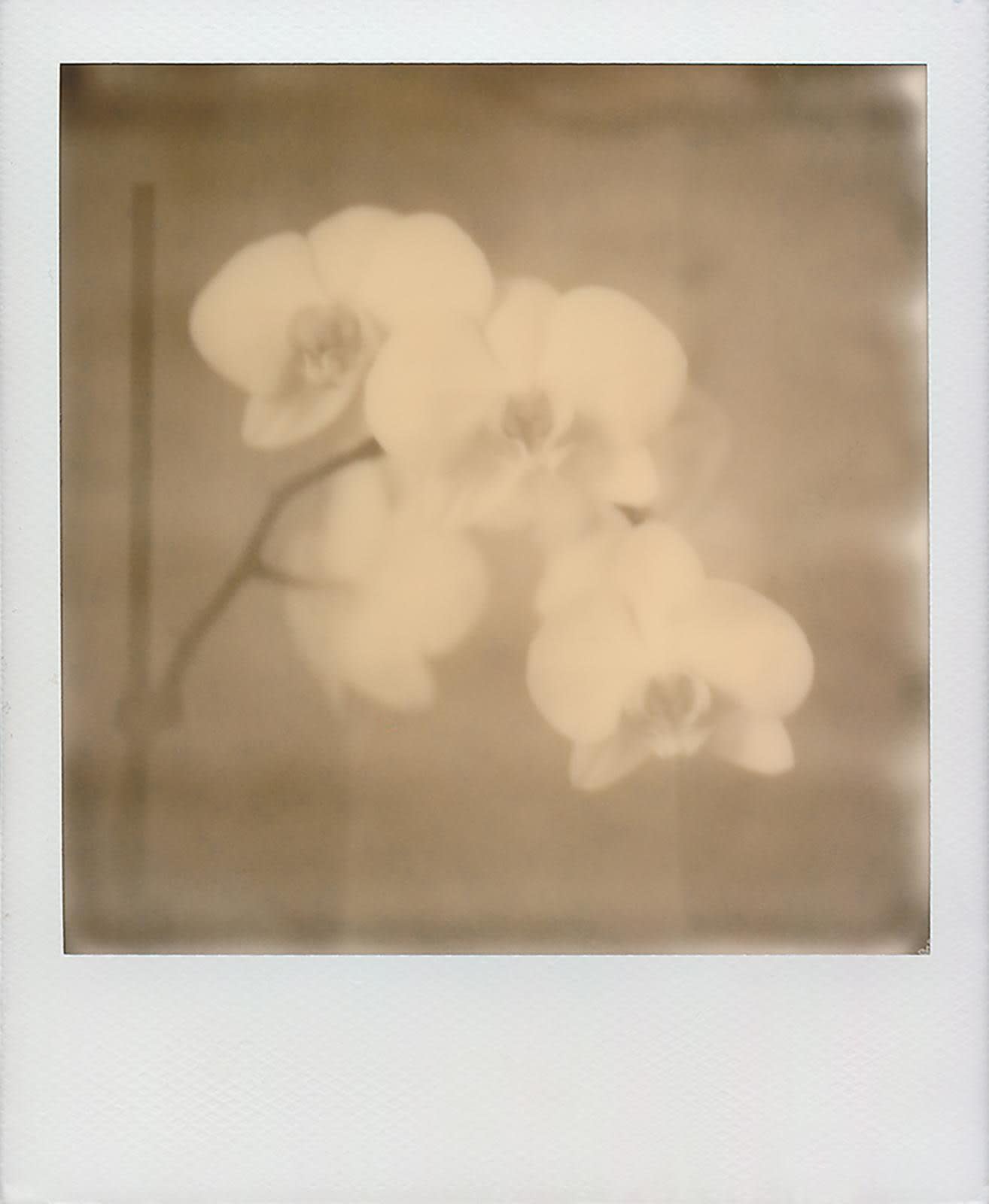 Catherine Just, Orchids, Laurel Canyon, 2025