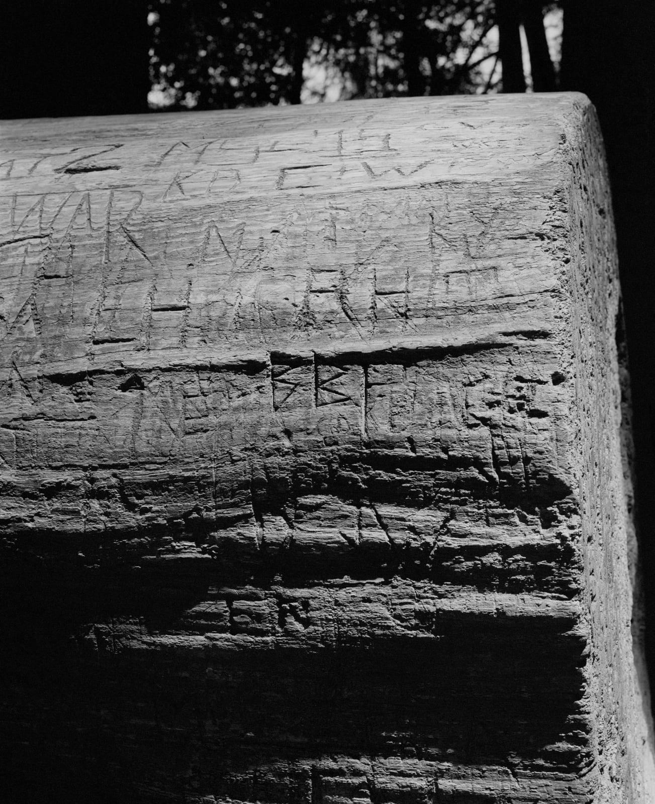 Rose Marie Cromwell, Fallen Redwood, 2022