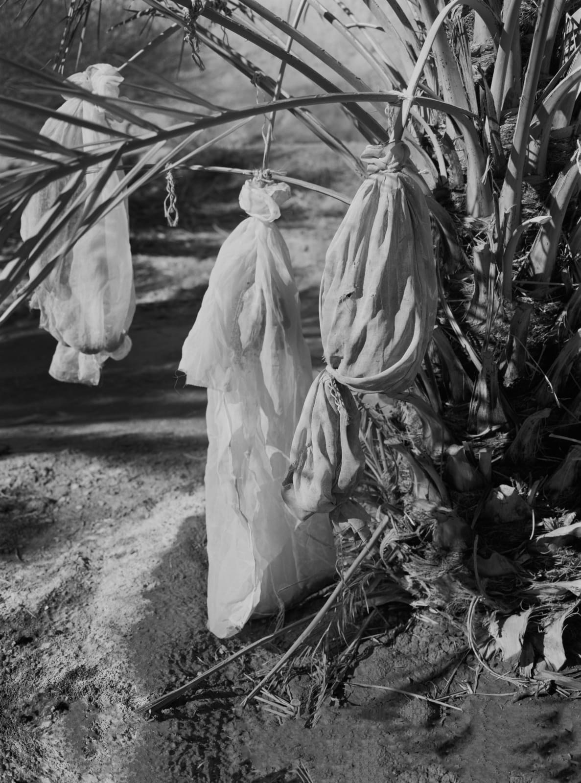 Rose Marie Cromwell, Ripe Fruit, 2023