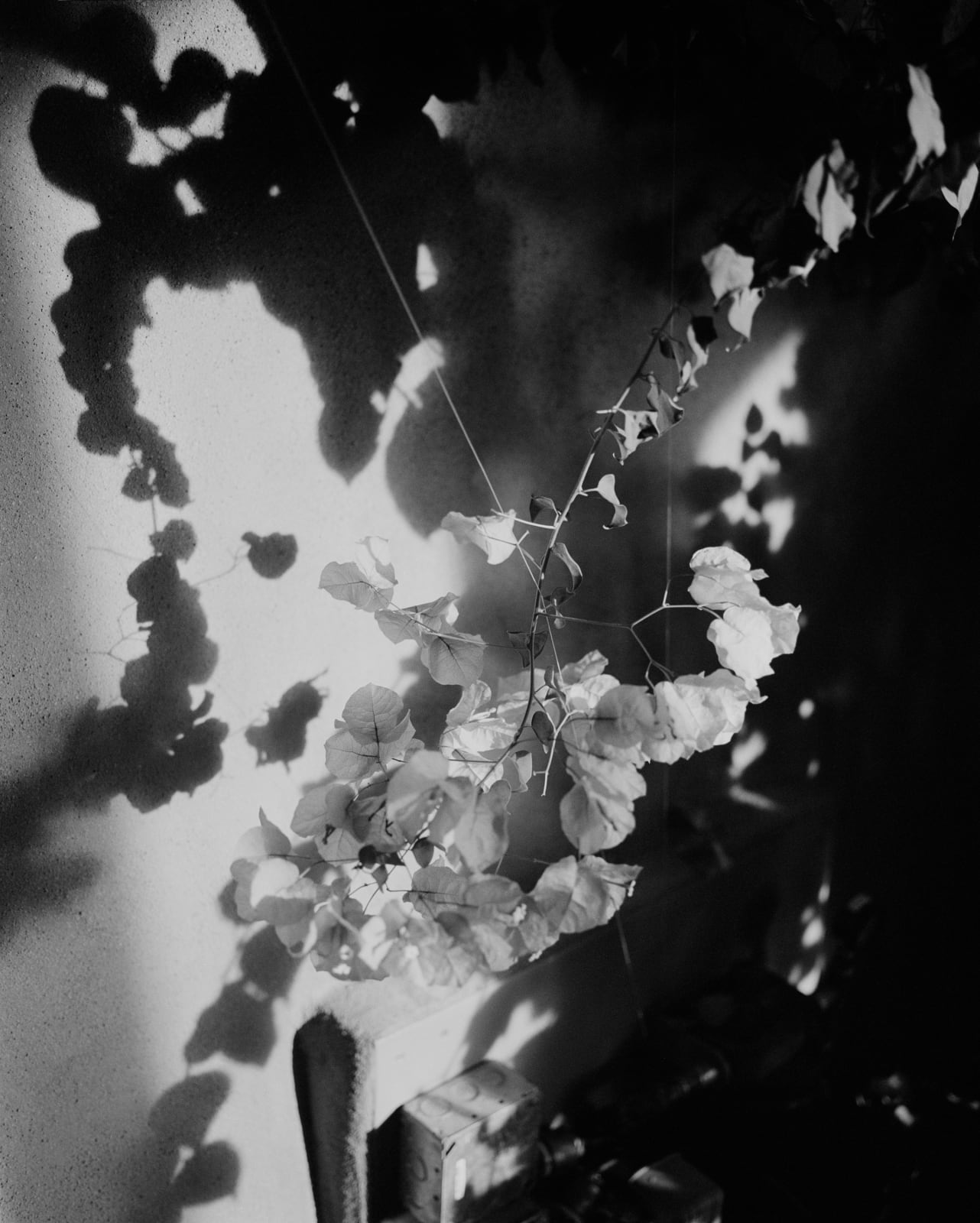 Rose Marie Cromwell, The Bougainvillea, 2022