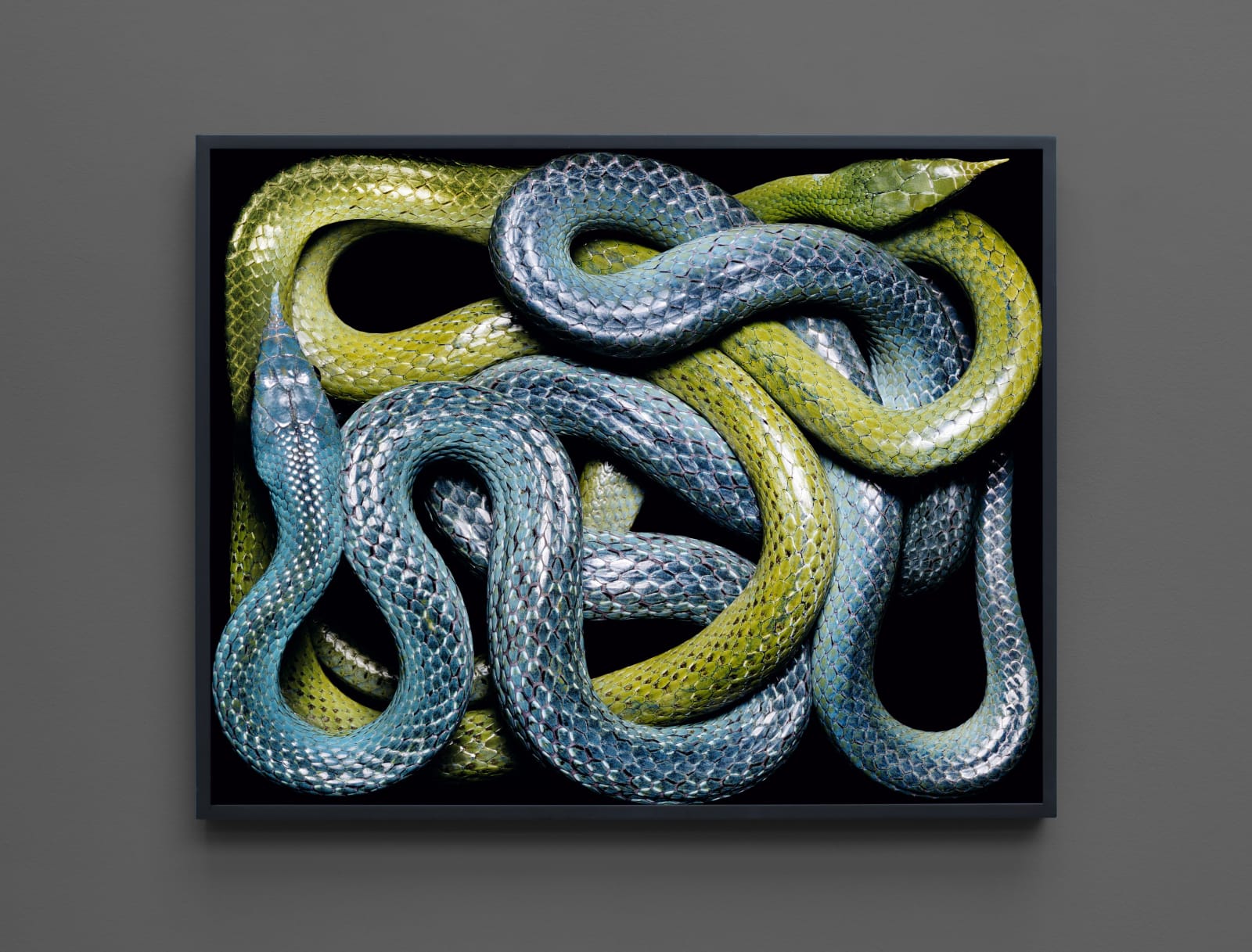 Guido Mocafico, Rhynchophis Boulengeri, 2003