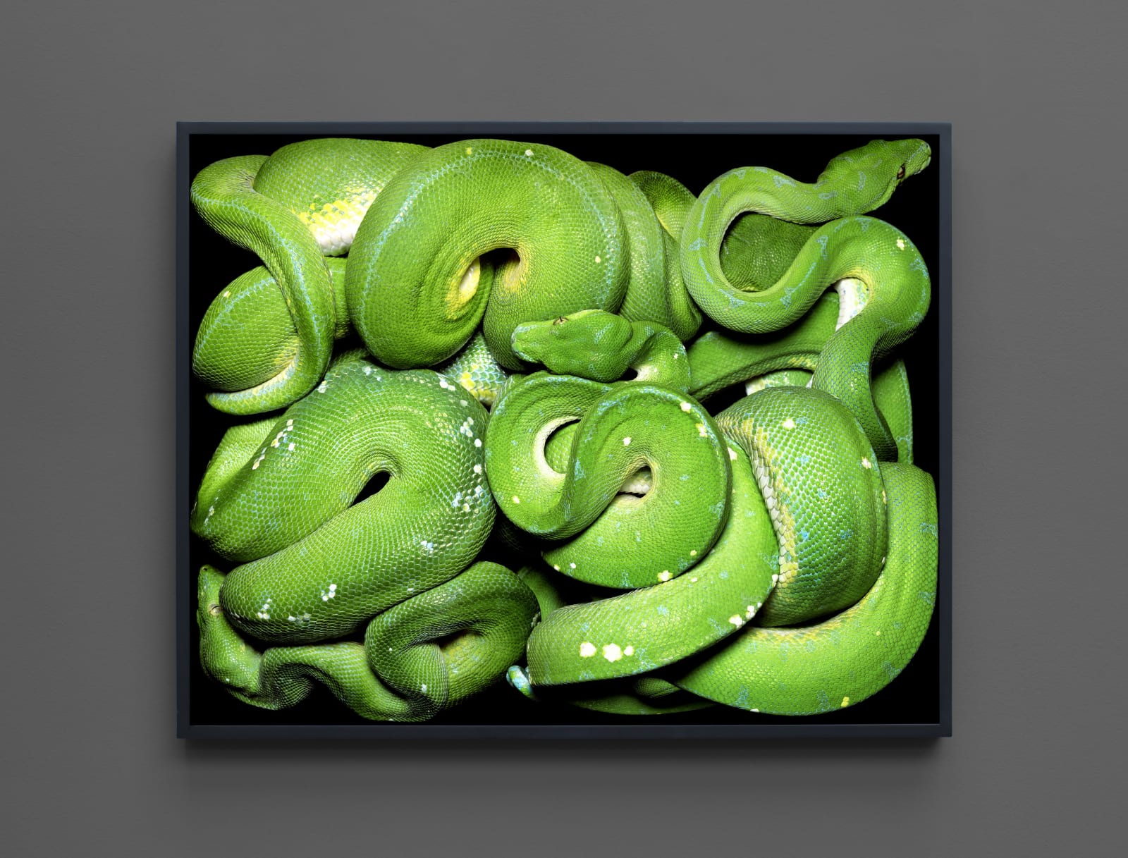 Guido Mocafico, Morelia Viridis, 2003