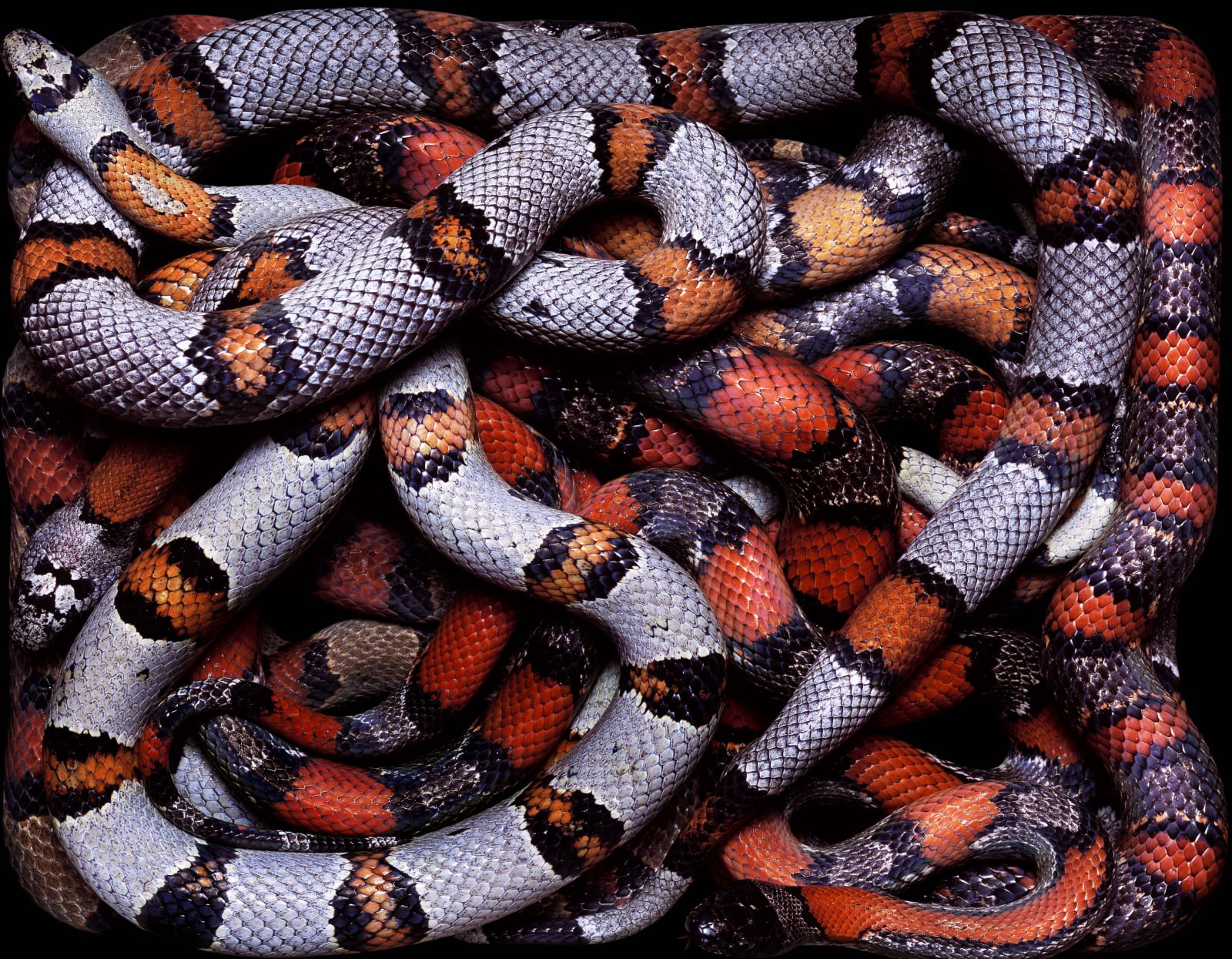 Guido Mocafico, Lampropeltis Mexicana, 2003