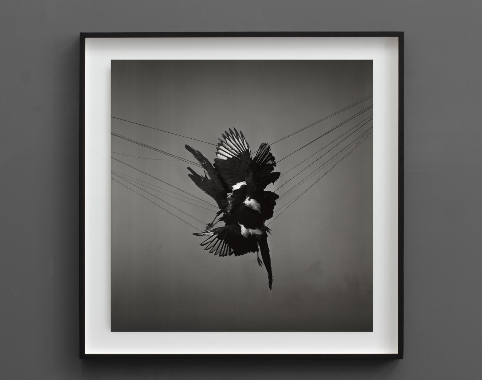 Richard Learoyd, A Murder of Magpies, 2013