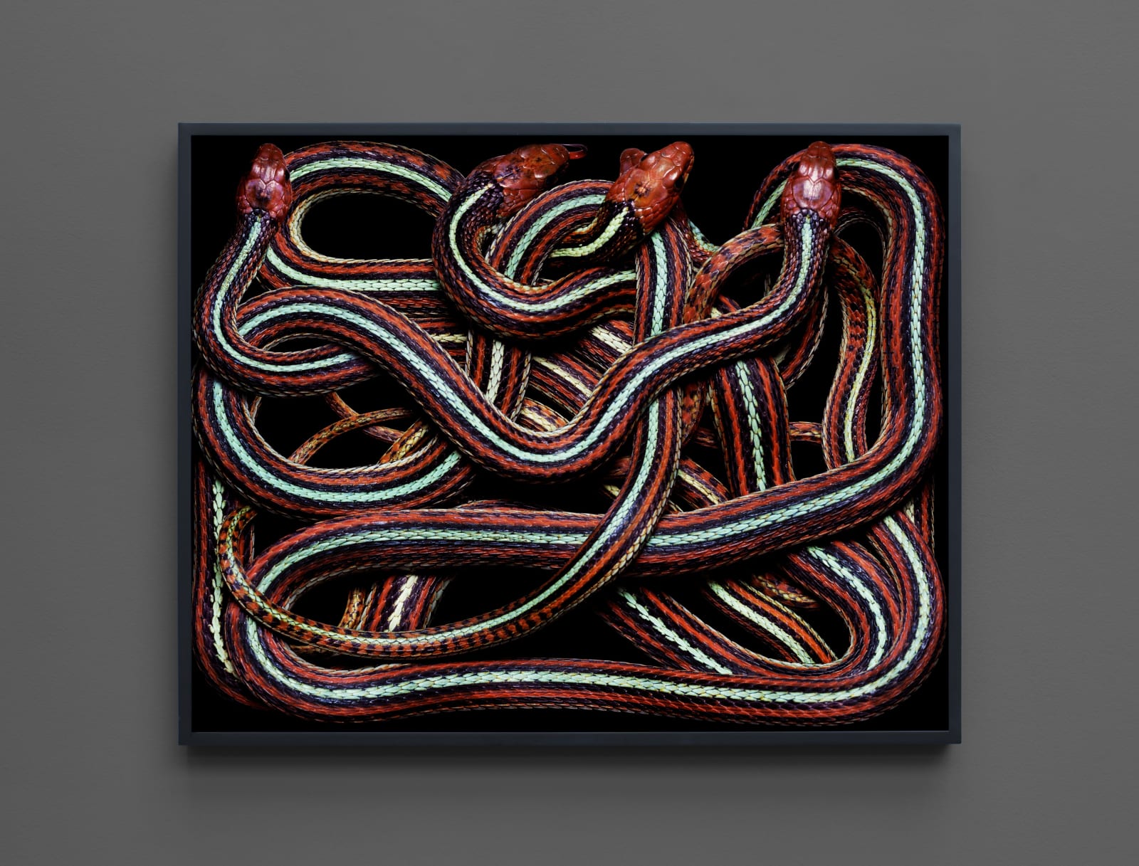 Guido Mocafico, Thamnophis Sirtalis Tetrataenia, 2003