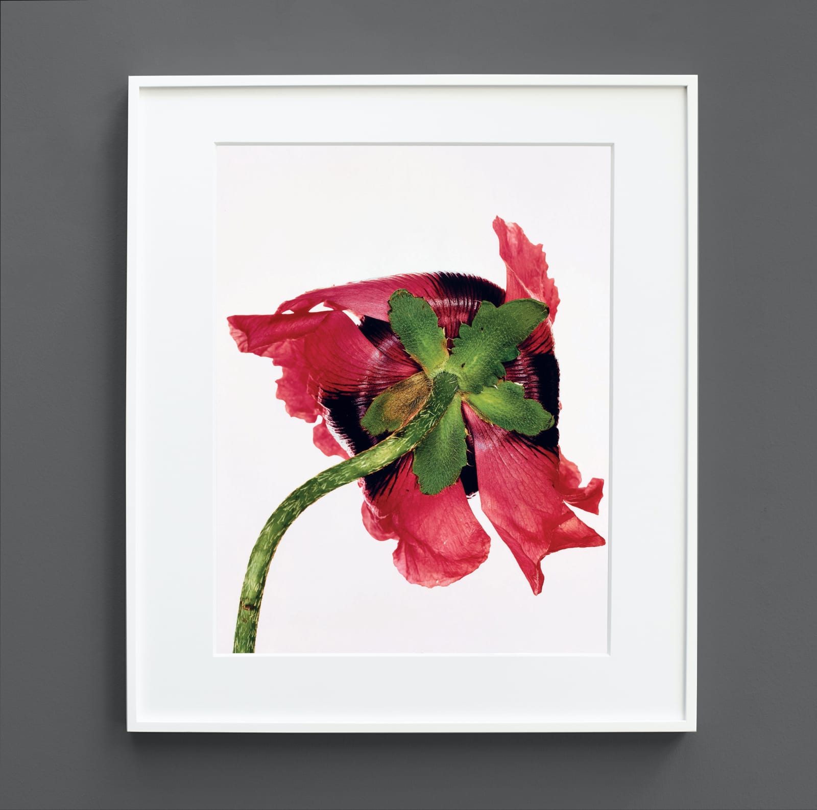 Irving Penn, Single Oriental Poppy (B), New York, 1968