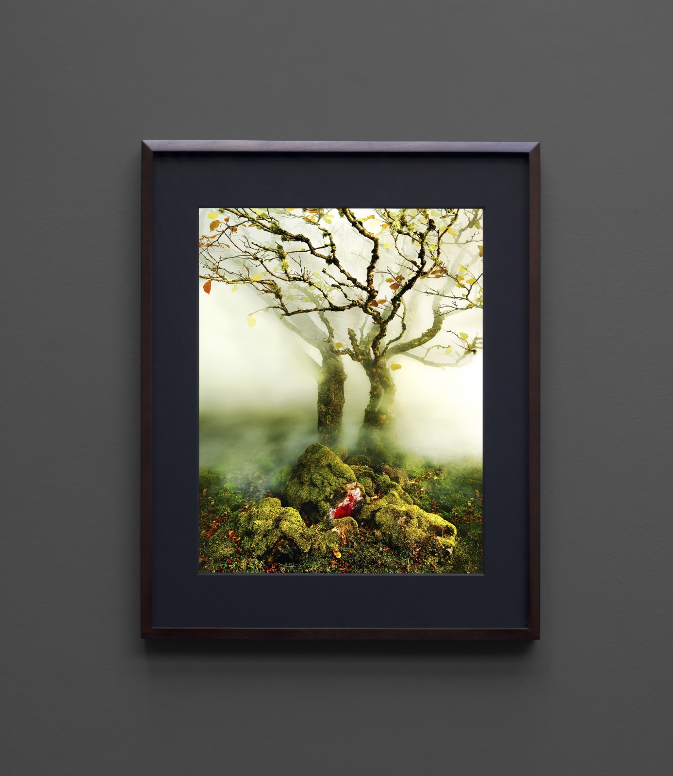 Albert Watson, Tree, Fairy Glen, Isle of Skye, Scotland, 2013