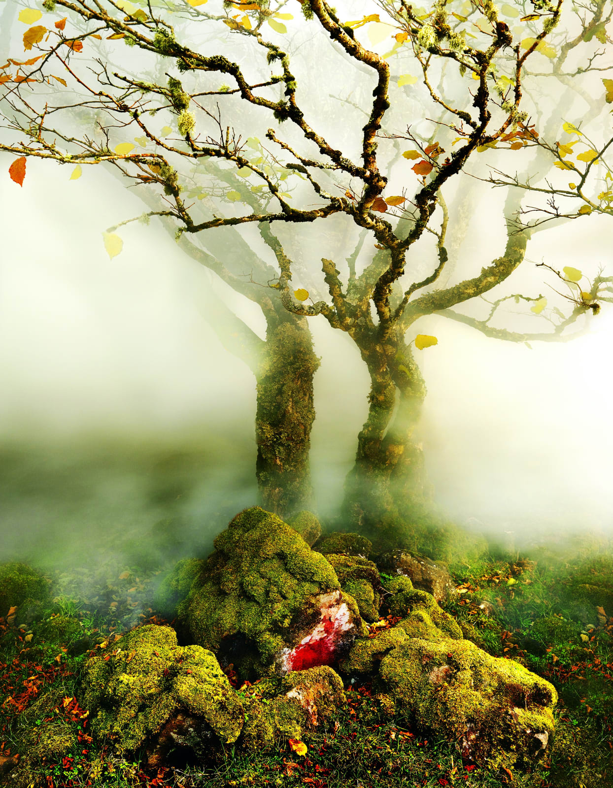Albert Watson, Tree, Fairy Glen, Isle of Skye, Scotland, 2013