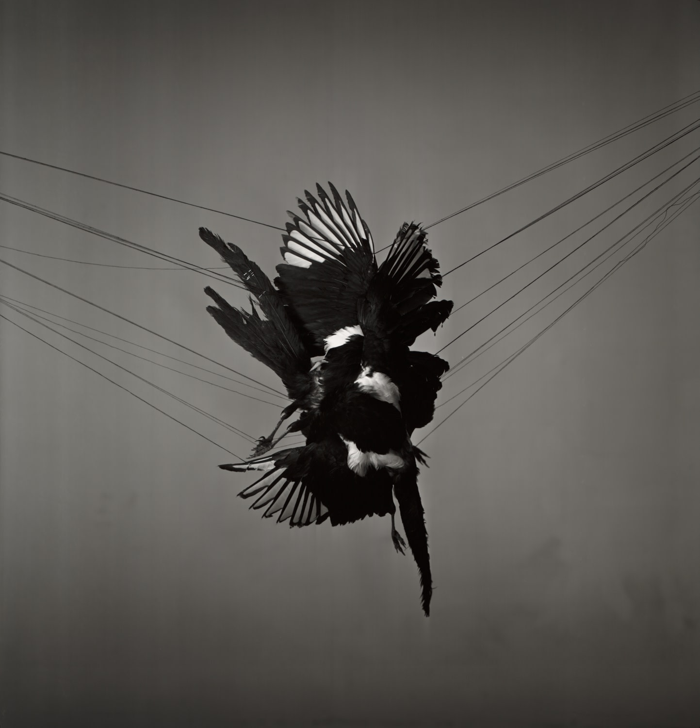 Richard Learoyd, A Murder of Magpies, 2013