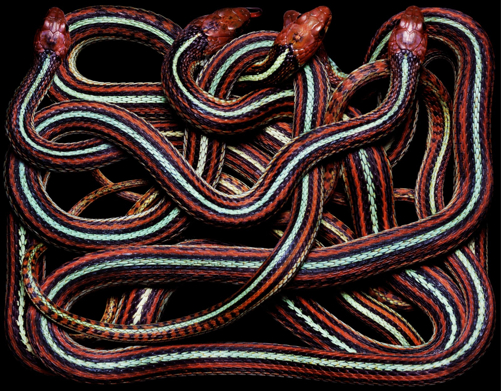 Guido Mocafico, Thamnophis Sirtalis Tetrataenia, 2003