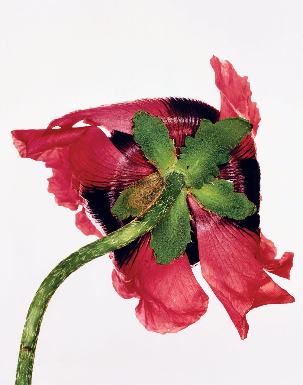 Irving Penn, Single Oriental Poppy (B), New York, 1968