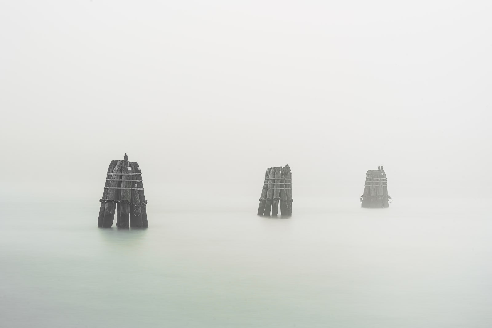 Cormorants Resting in the Fog
