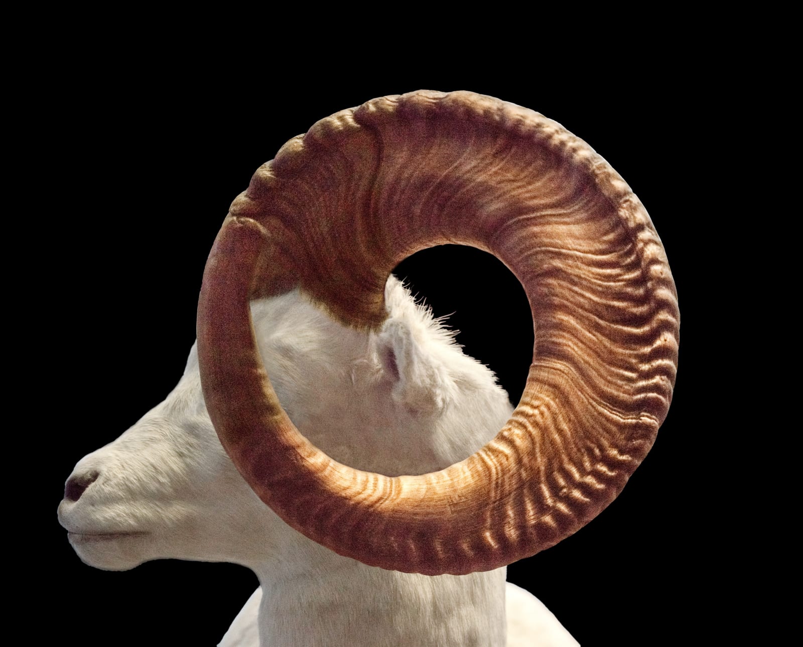 Todd Murphy, Ram
