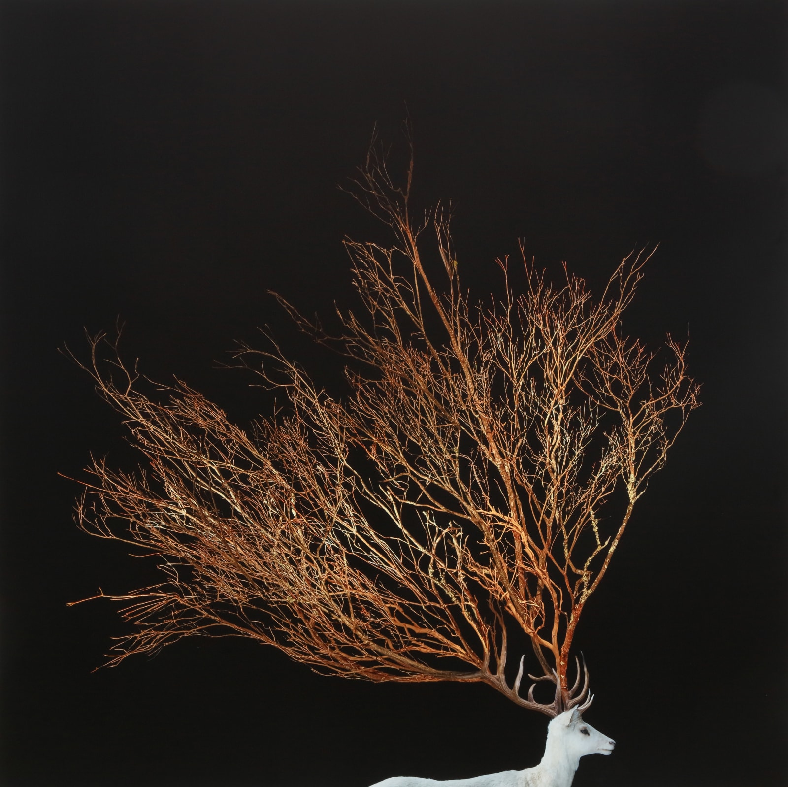 Todd Murphy, Stag Portrait, 2020