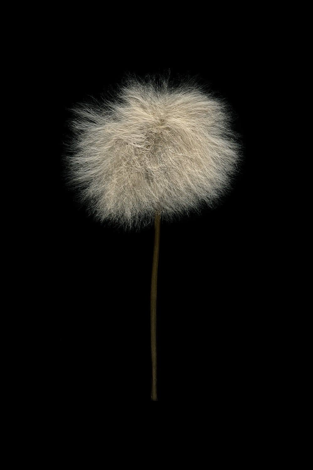 Todd Murphy, Arctic Cotton