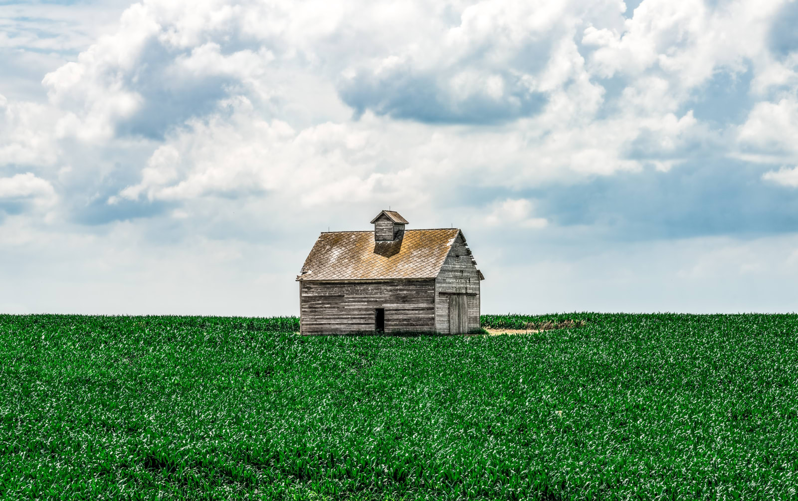 Steve Gallagher, The Survivor, 2025